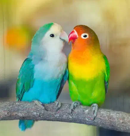 جف کوتوله برزیلی|پرنده|بافق, |دیوار