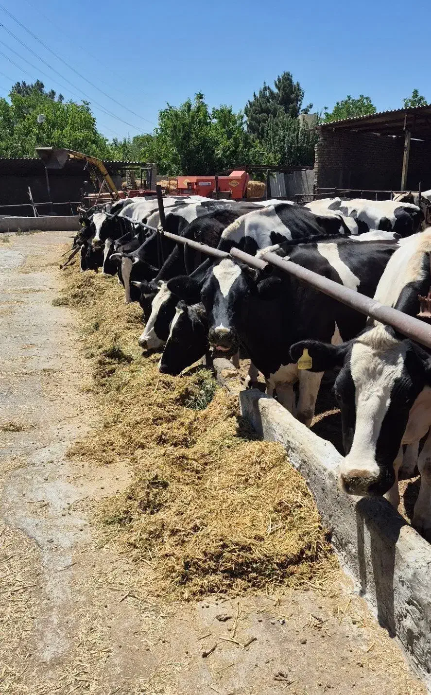 گاو گوساله تلیسه|حیوانات مزرعه|اصفهان, گرکان|دیوار