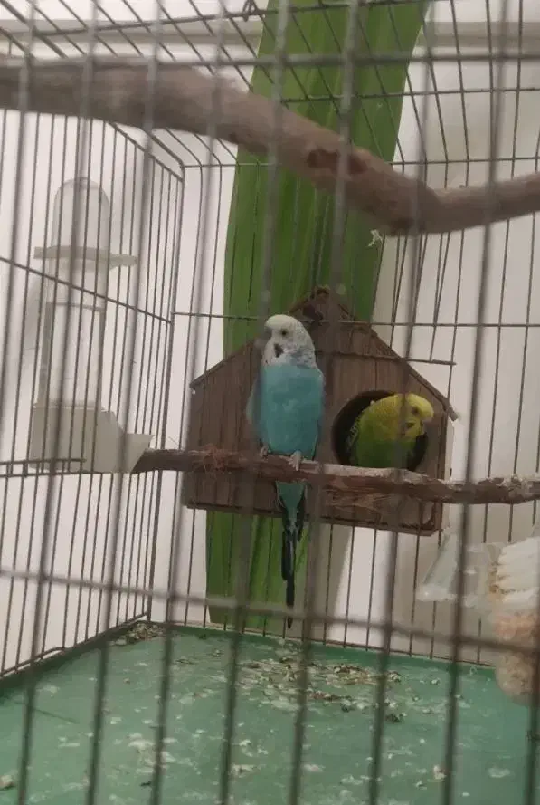 مرغ عشق مولد|پرنده|بروجرد, |دیوار