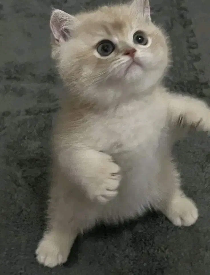 گربه نژاد اسکاتیش و بریتیش اصیل|گربه|اهواز, کیانپارس |دیوار