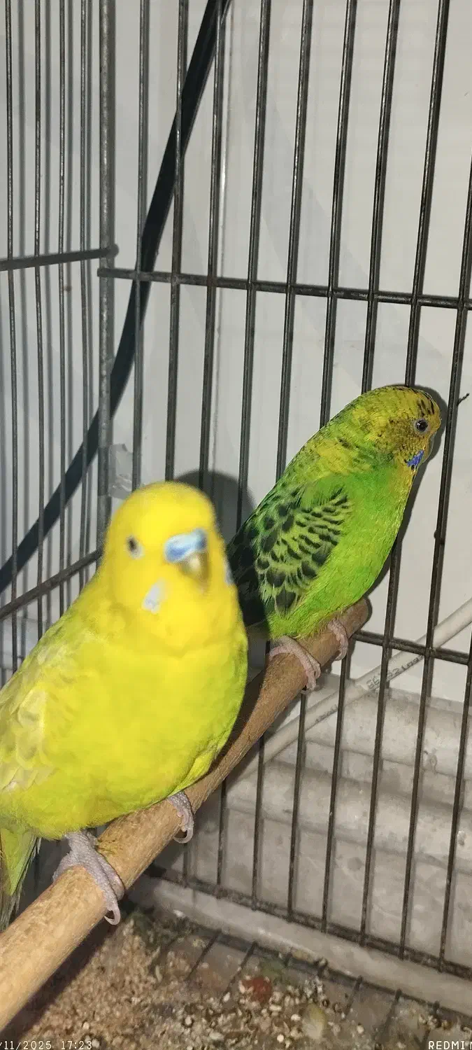 مرغ عشق|پرنده|مرودشت, سهل‌آباد|دیوار