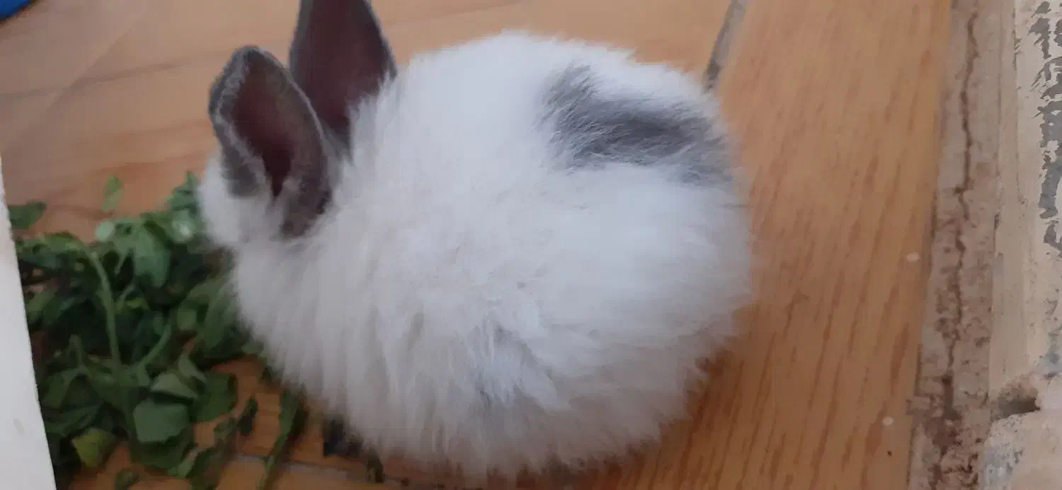 خرگوش لوپ سالم و شیطون|موش و خرگوش|میانه, |دیوار