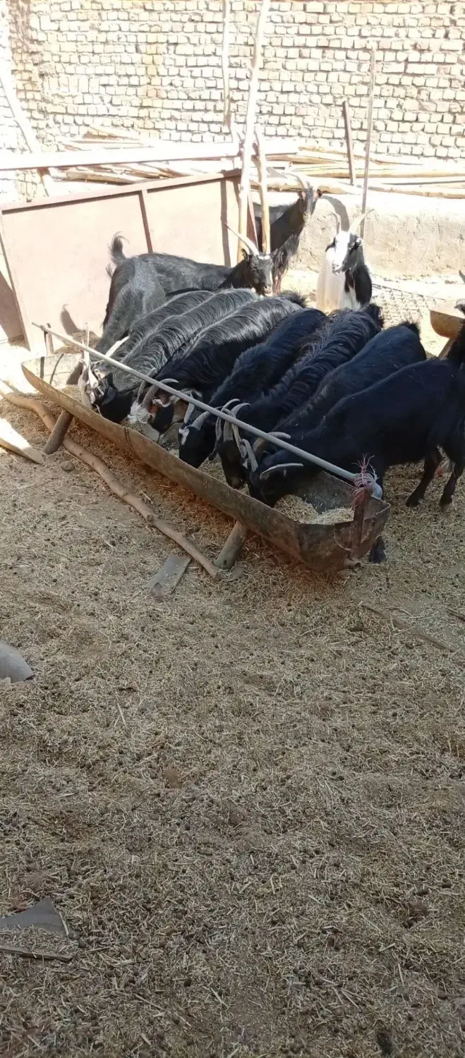 بزغاله نر|حیوانات مزرعه|جوادآباد, |دیوار