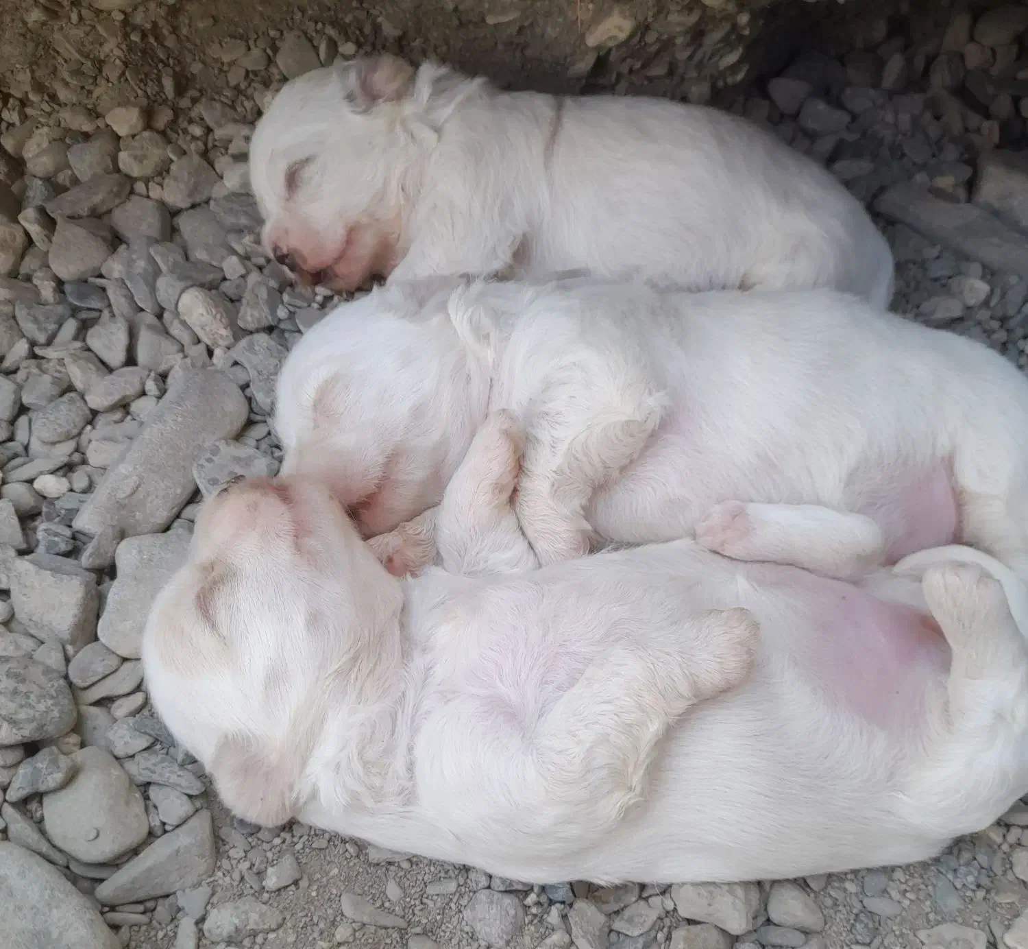 سگ شیتزو مالتیز نر و ماده|سگ|سیرجان, |دیوار