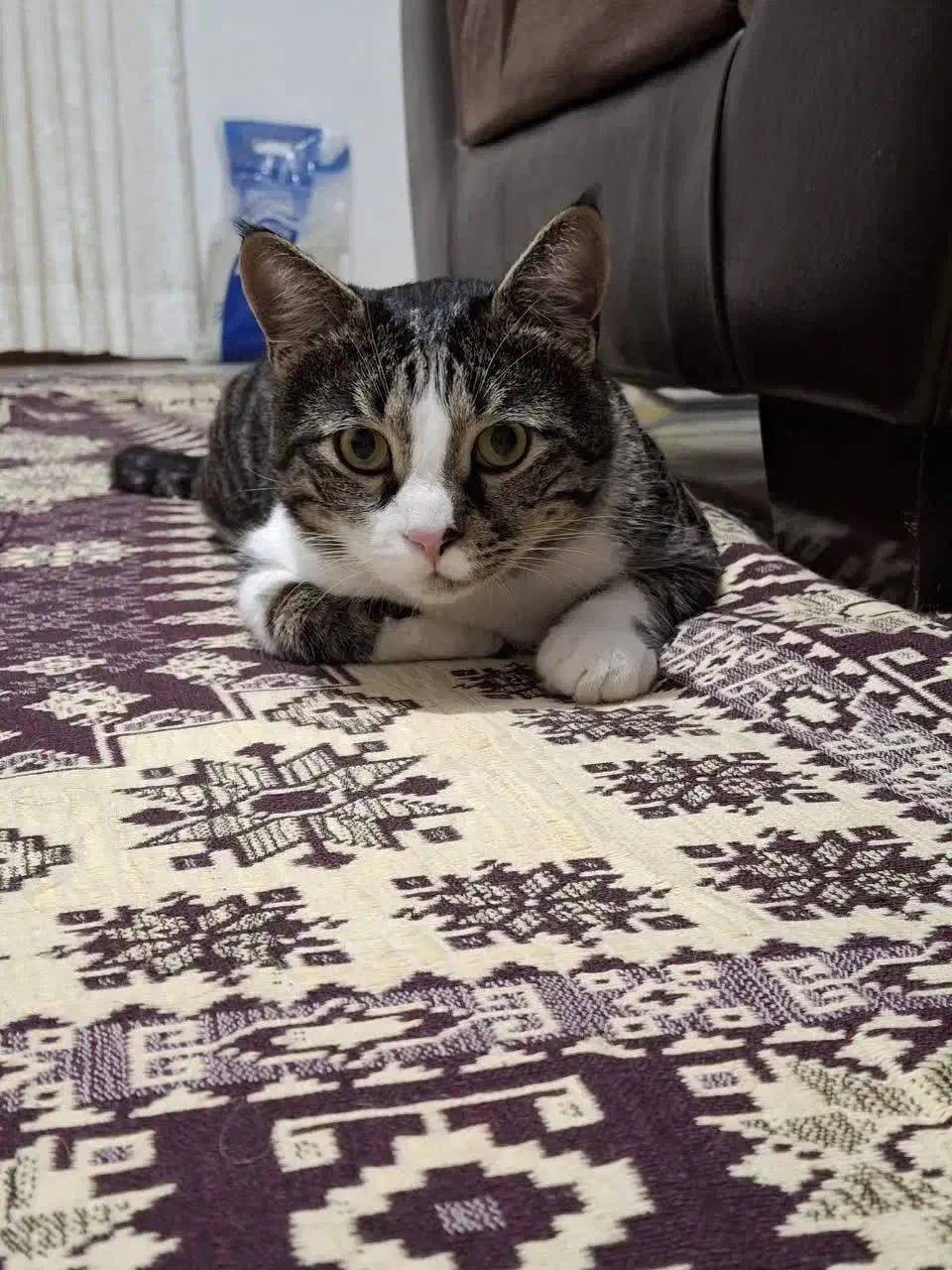 گمشده|حیوانات|کرج, حیدرآباد|دیوار