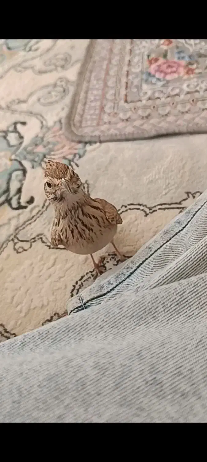 پرنده گمشده|پرنده|مرودشت, استادیوم|دیوار