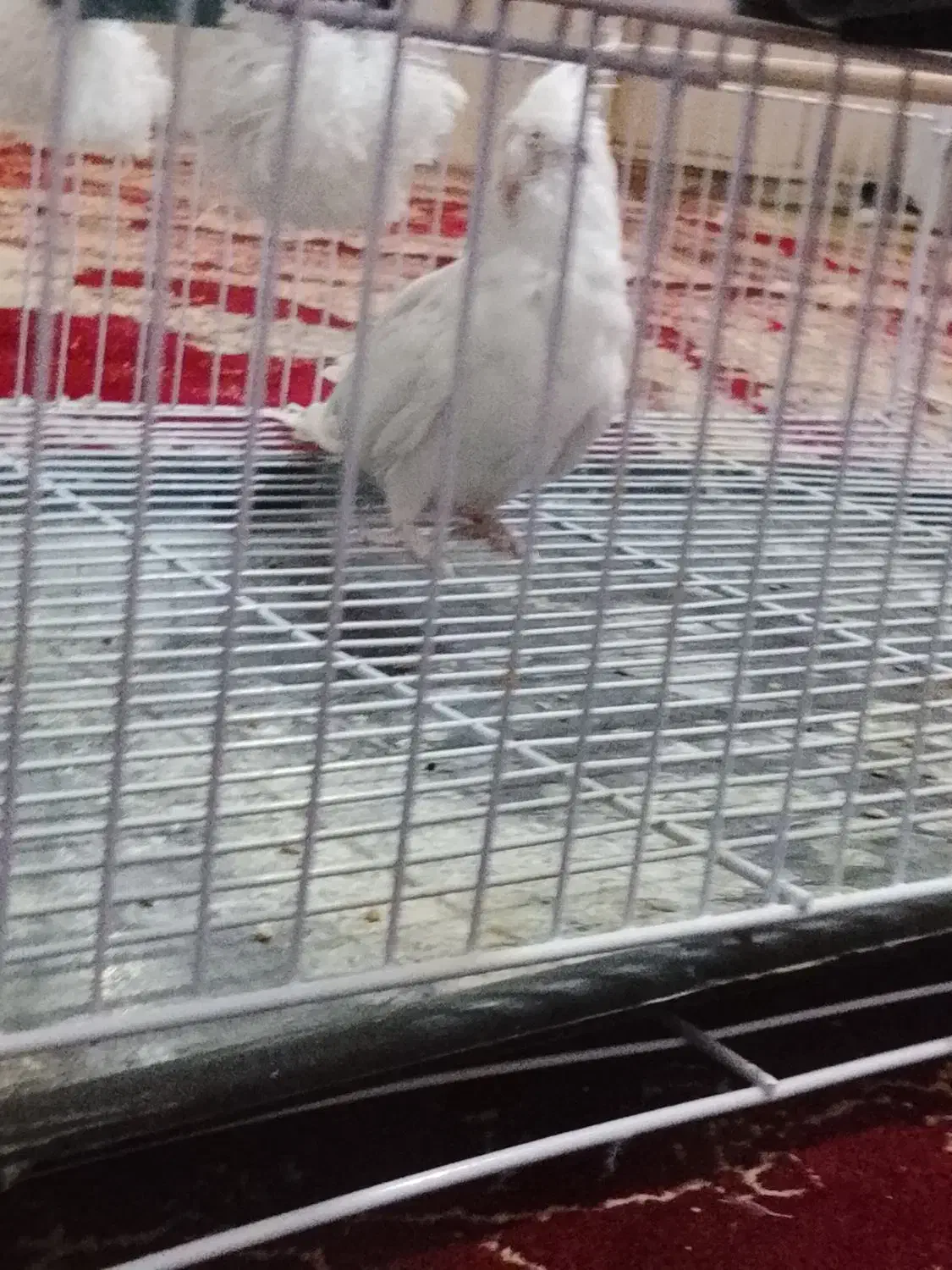 معاوضع عروس البینو|پرنده|کرباسک, |دیوار