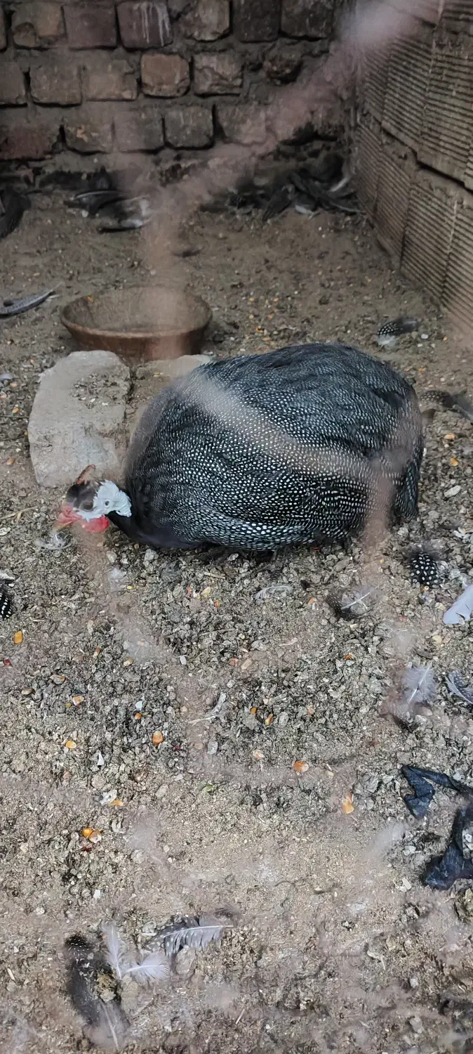 مرغ شاخدار|حیوانات مزرعه|ساوه, |دیوار