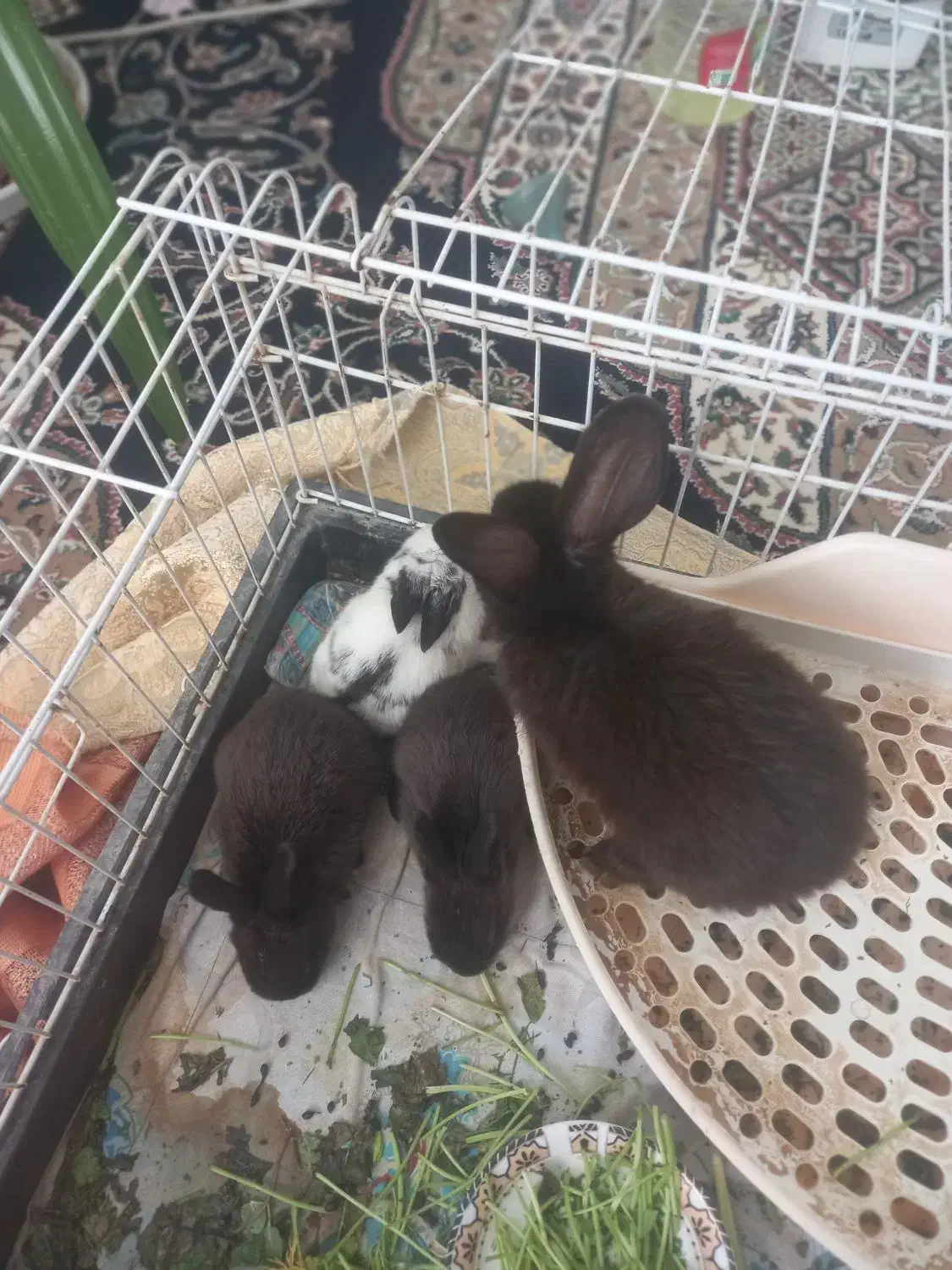 خرگوش|موش و خرگوش|مشهد, شاهد (شهرک غرب)|دیوار