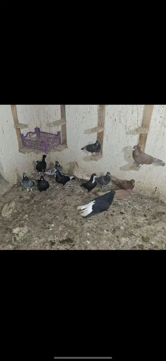 تعدادی کفتر|پرنده|اهواز, نادری|دیوار