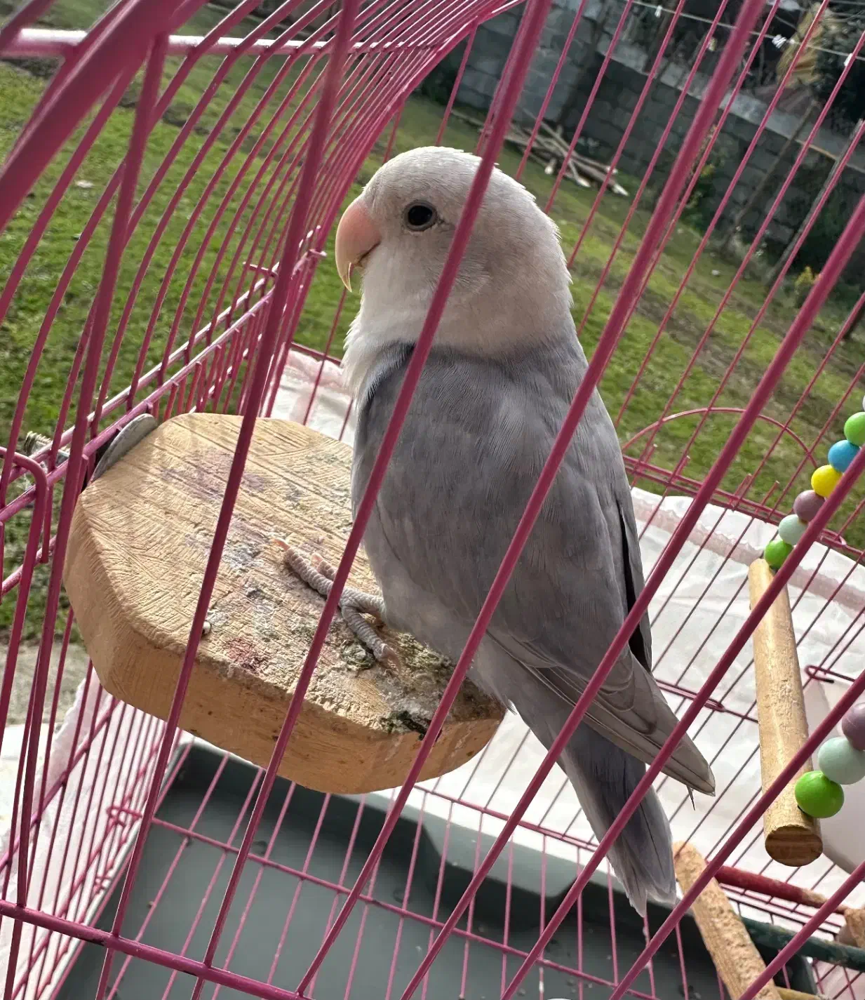 طوطی برزیلی|پرنده|رضوانشهر, |دیوار