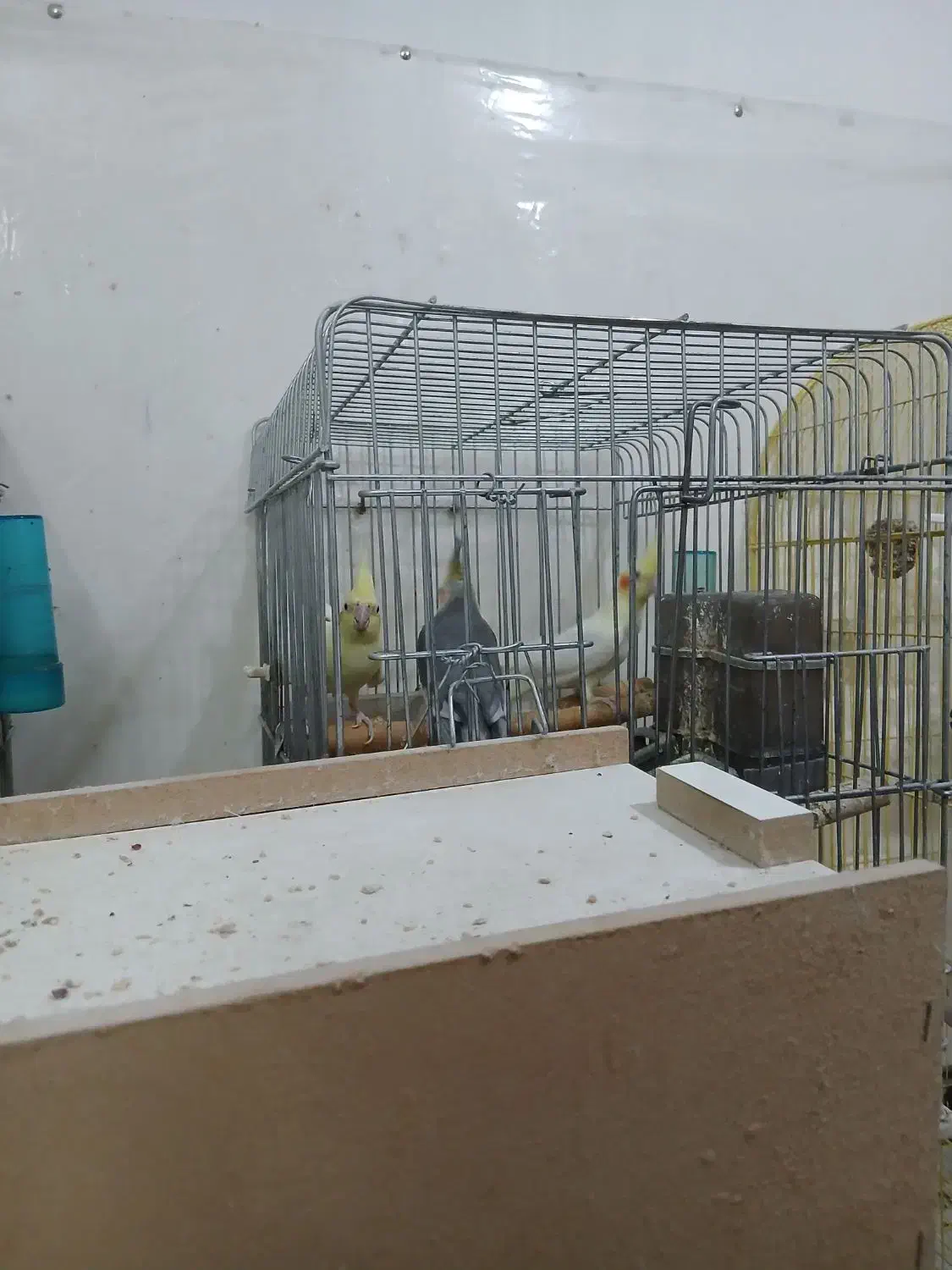 عروس هلندی تخم گذار|پرنده|بهبهان, |دیوار