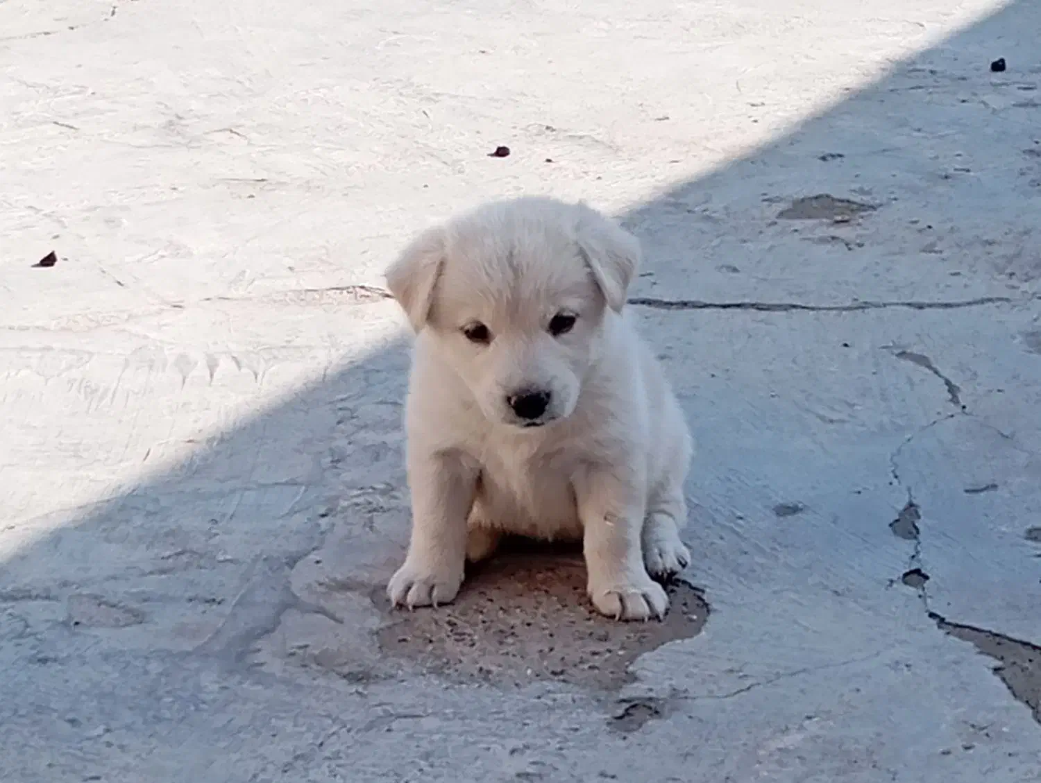 سگ پا کوتاه|سگ|بندرعباس, |دیوار