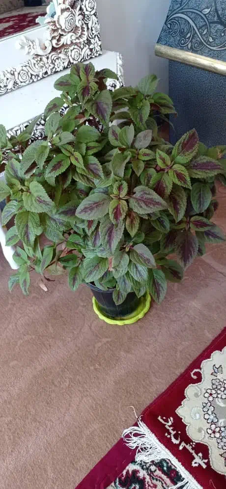 گلهای حسن یوسف|گل و گیاه طبیعی|ایوان, |دیوار