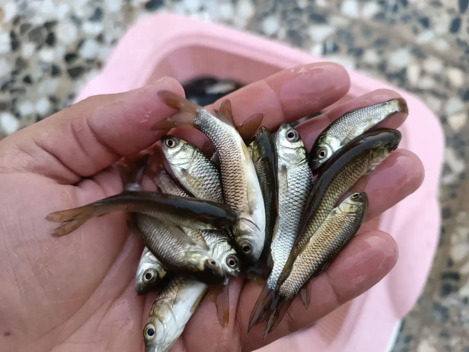 بچه آمور|ماهی|اصفهان, ابر|دیوار