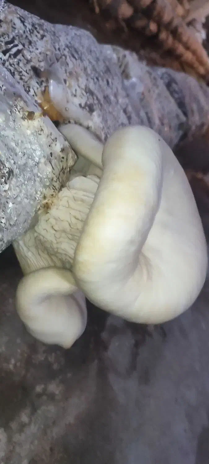 نیروی بازاریاب|استخدام بازاریابی و فروش|یاسوج, |دیوار