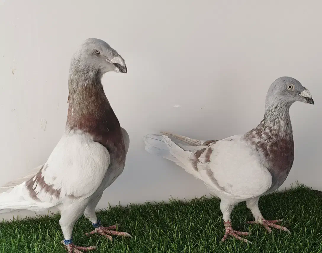 کبوتر هومر اگزبیشن مسافتی|پرنده|چهاردانگه (تهران), |دیوار