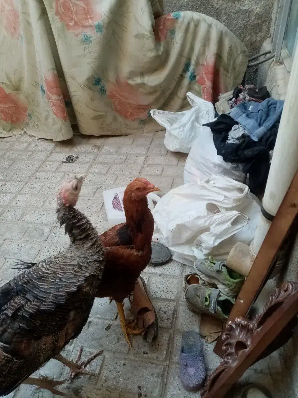 بوقلمون اصل نرماده خروس طاقچه|حیوانات مزرعه|مشهد, بلال|دیوار