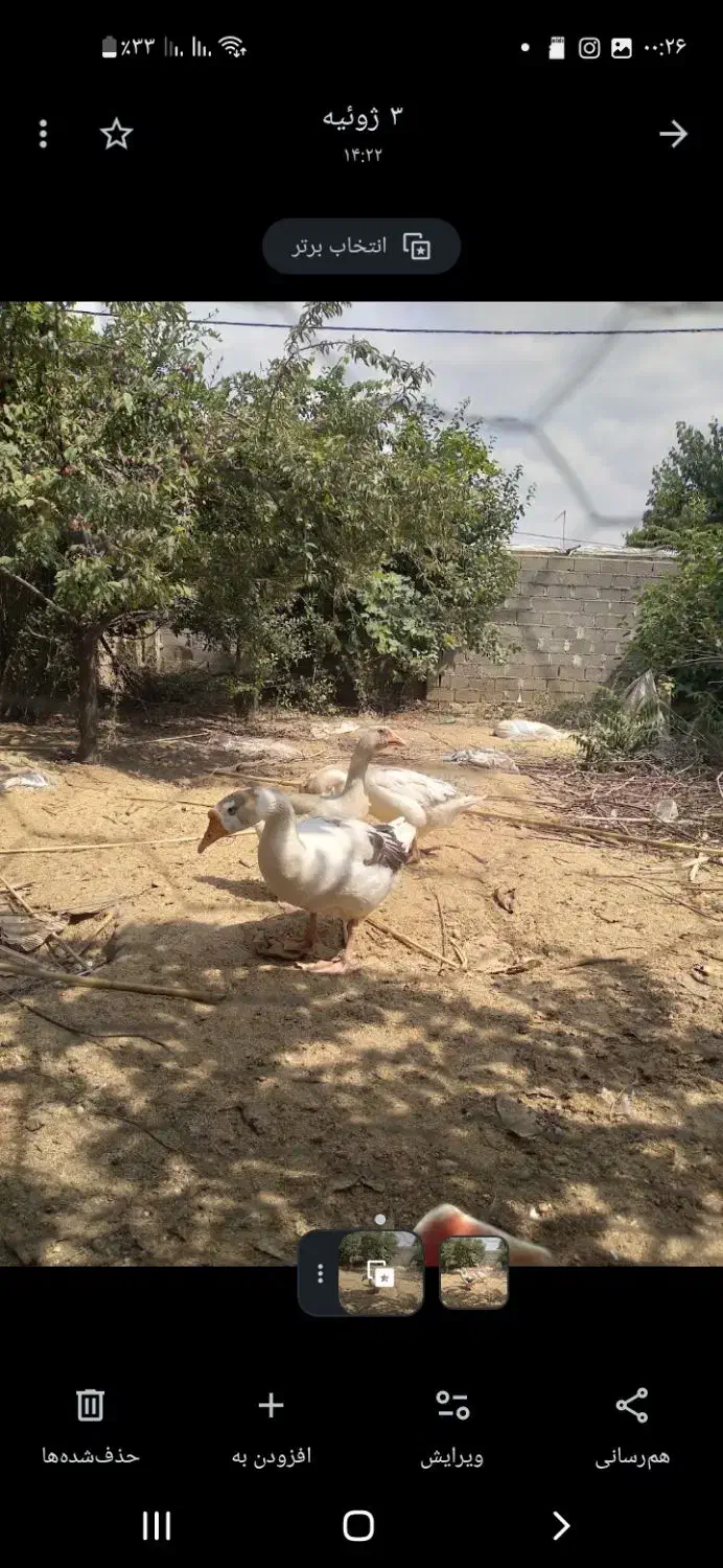 غازوقوغاز|حیوانات مزرعه|کلاله, |دیوار