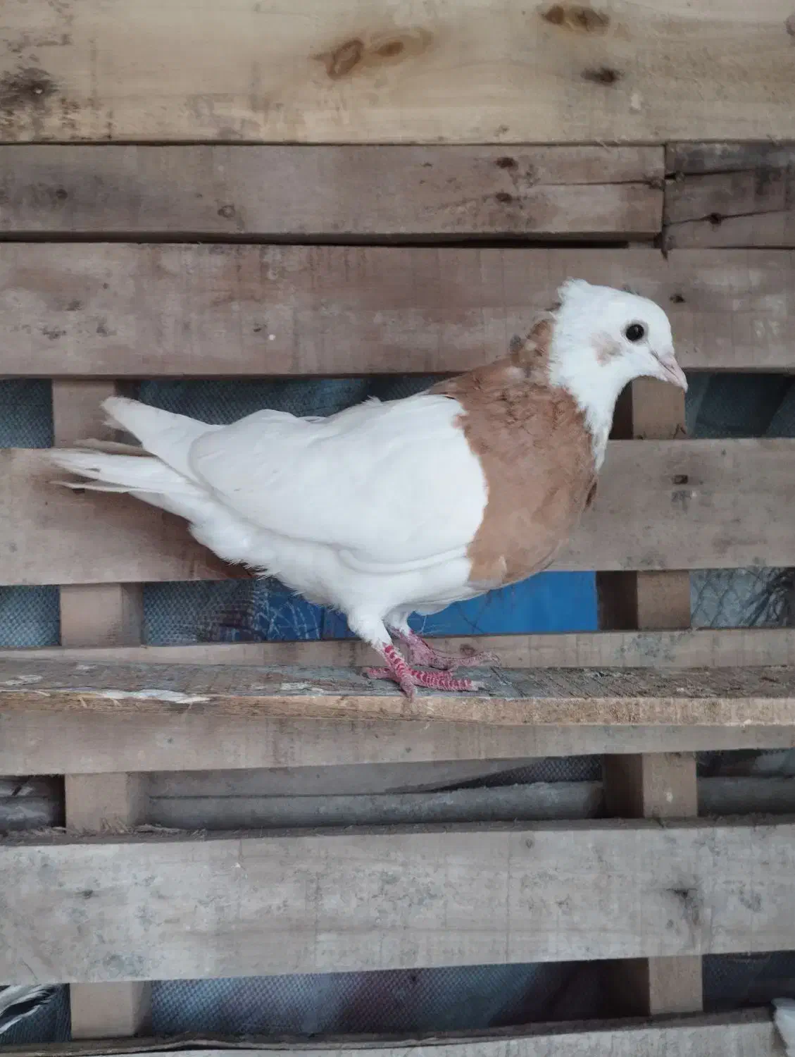 رنگی|پرنده|اهواز, امانیه|دیوار