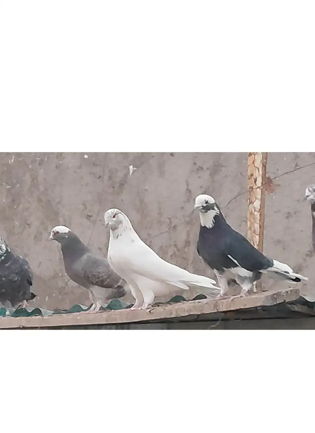 کبوتر بلند پرواز|پرنده|سیرجان, |دیوار