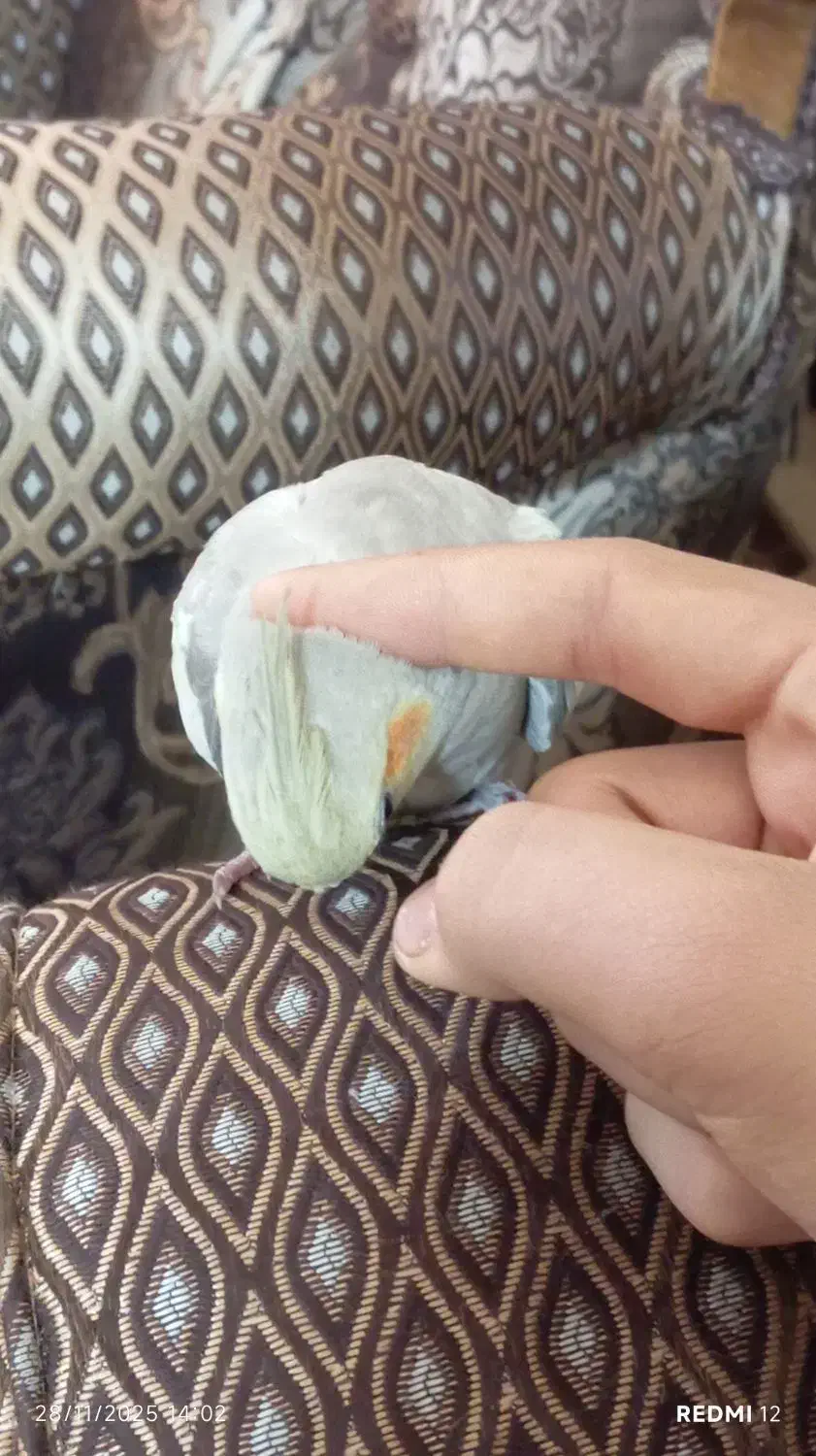 عروس هلندی|پرنده|اشتهارد, |دیوار