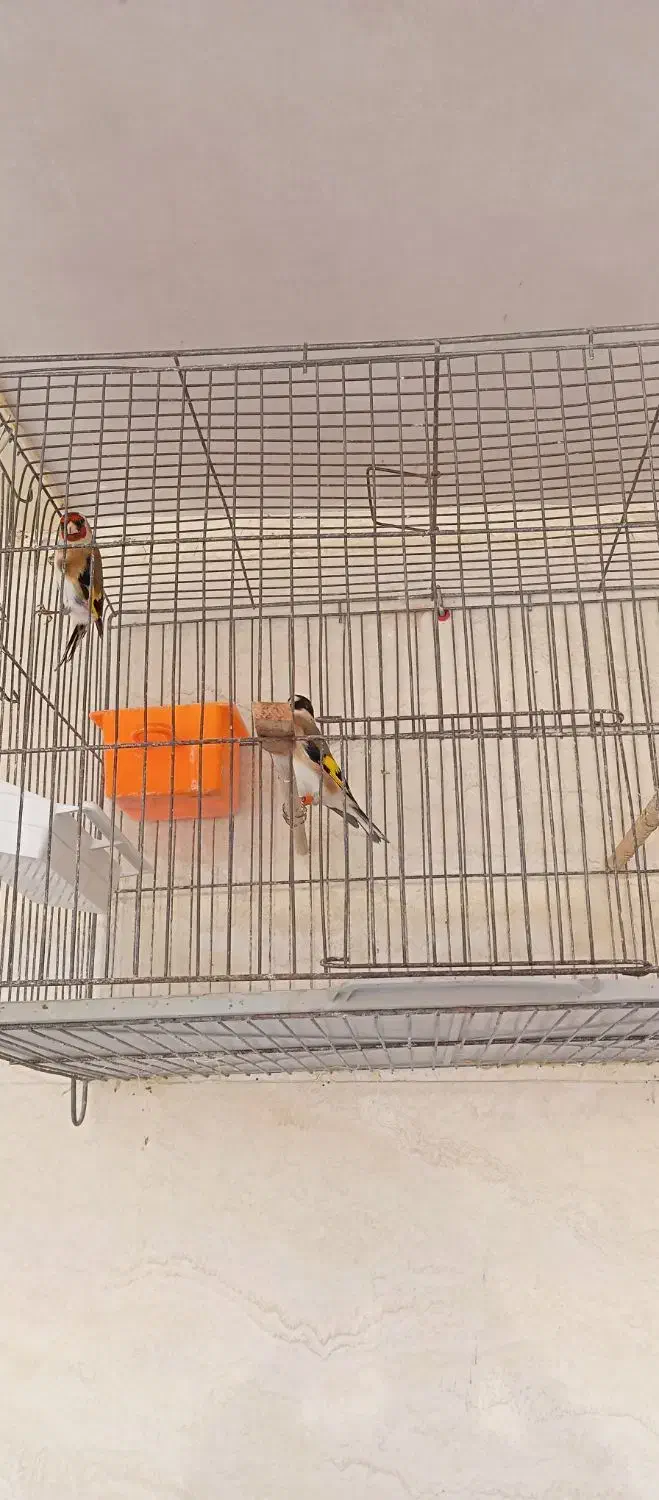 سیره|پرنده|سوسنگرد, |دیوار