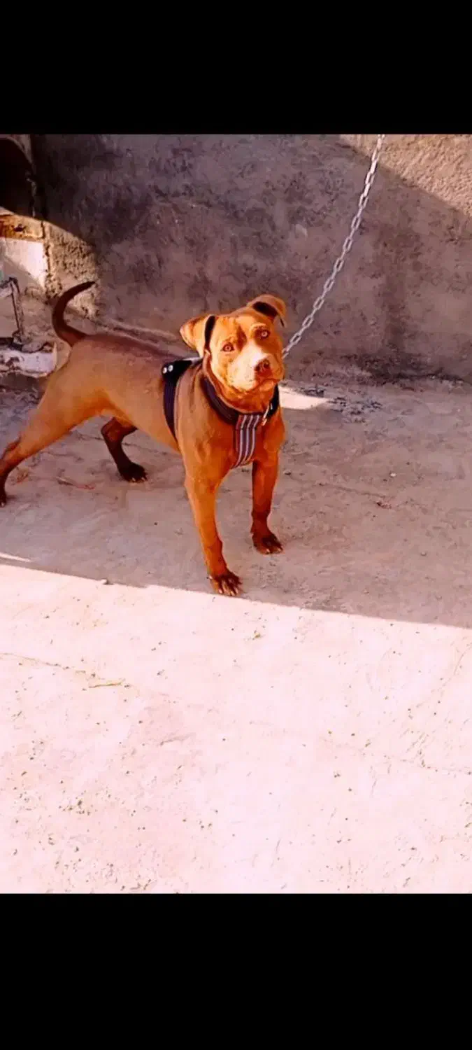 سگ پیت بول|سگ|نیشابور, شهرک رضوی|دیوار