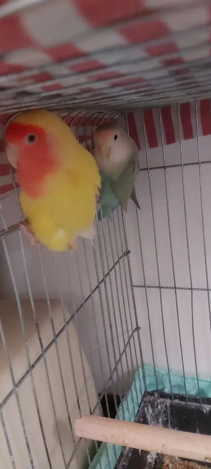 طوطی برزیلی مولد چند ساله وارداتی|پرنده|کرج, عظیمیه|دیوار