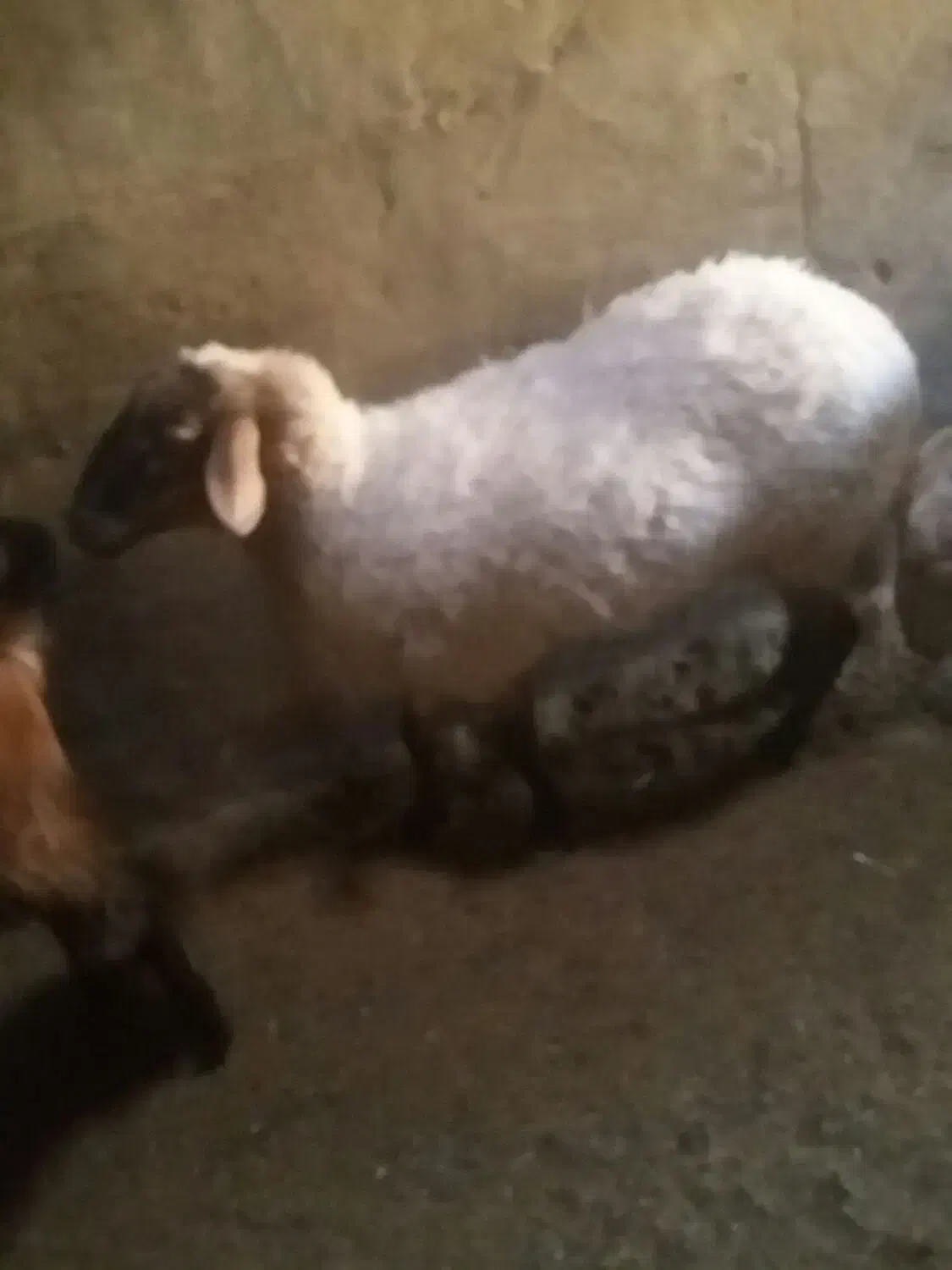 میش لاکن ابستن دوتا و جفت بز خونگی مورسیا|حیوانات مزرعه|نائین, |دیوار