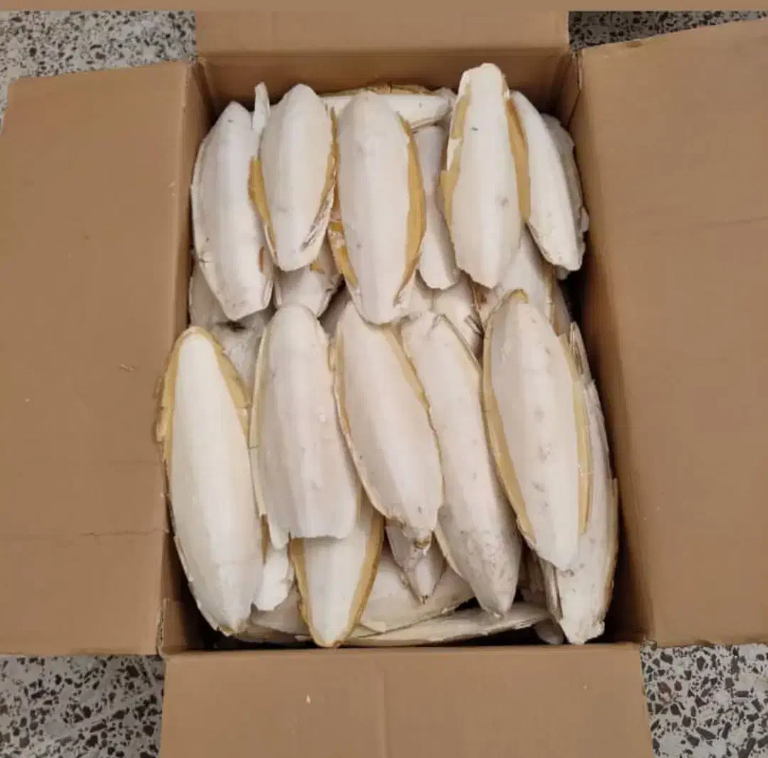 کف دریا|لوازم جانبی حیوانات|بوشهر, |دیوار