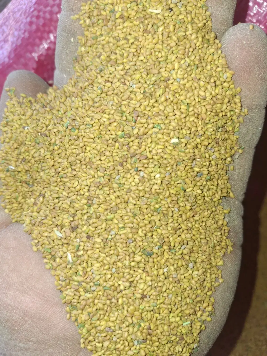 بذر یونجه|خدمات باغبانی و درختکاری|اسدآباد, |دیوار