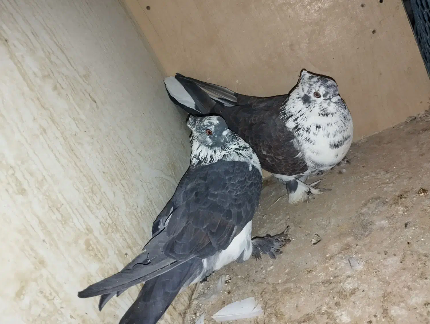 کفتر پرشی پرش سنگین به تظمین|پرنده|آبدانان, |دیوار