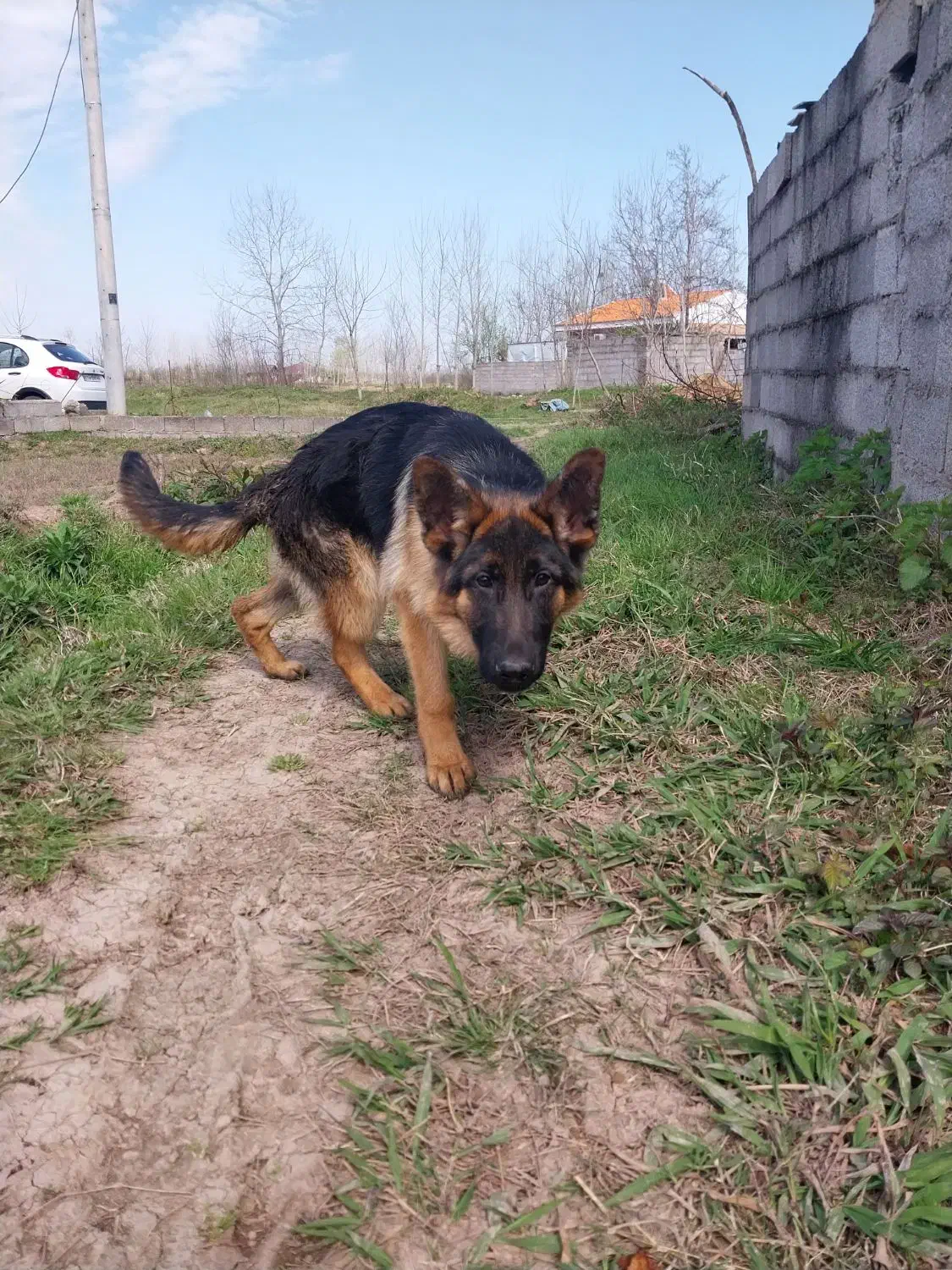 سلام سگ ژرمن یک ساله|سگ|کوچصفهان, |دیوار