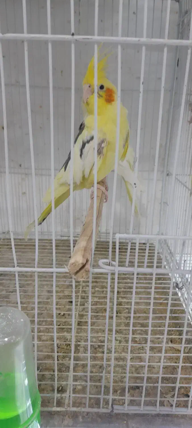 عروس هلندی نر لوتینو گم شده|پرنده|نیشابور, فردوسی جنوبی|دیوار