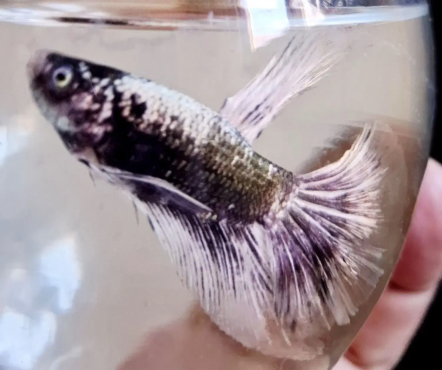 فایتر کلکسیونی|ماهی|پردیس, فاز ۱۱|دیوار