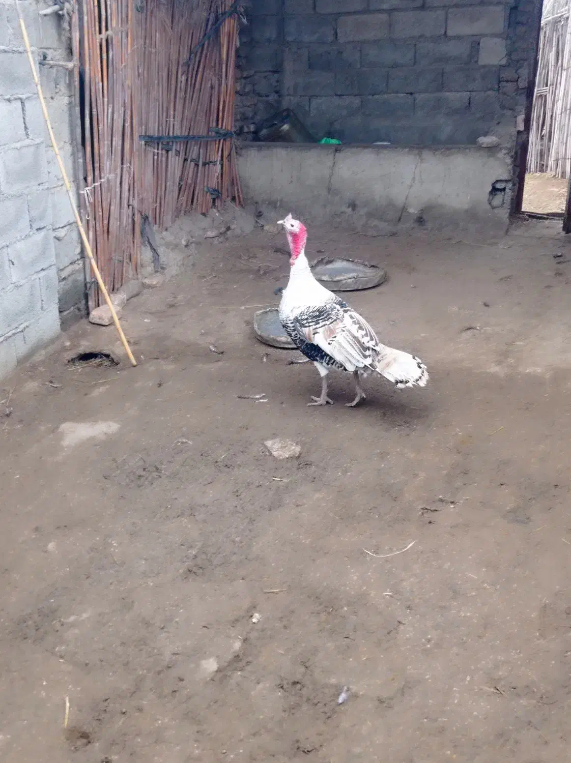 بوقلمون نر فروشی|حیوانات مزرعه|گنبد کاووس, |دیوار