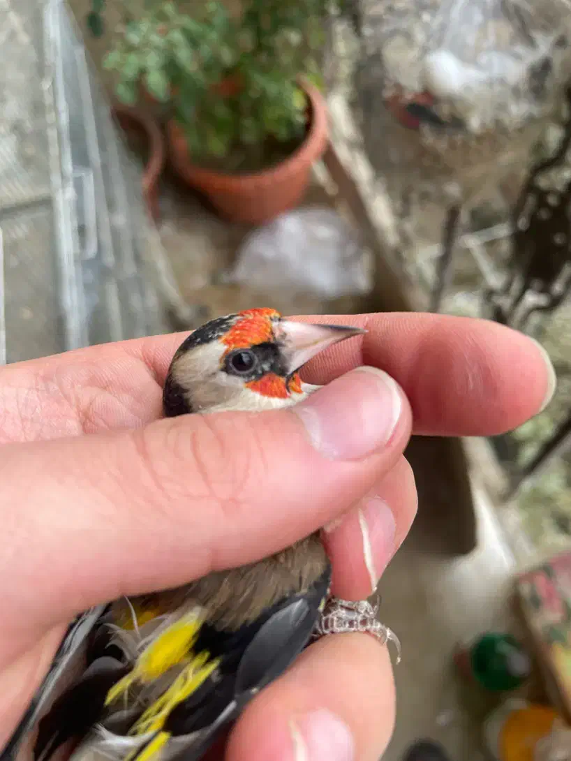 سهره دورگ داغسر|پرنده|تهران, جی|دیوار