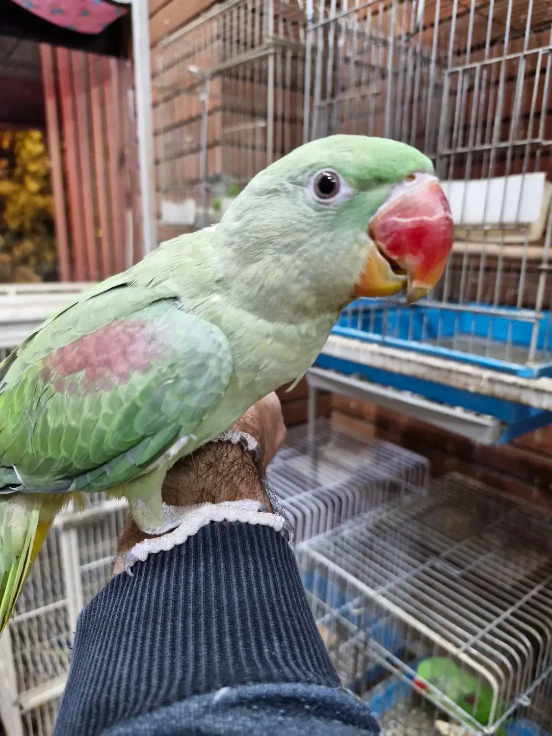 فروش شاهطوطی 5 ماهه تا 2 ساله|پرنده|اصفهان, حسینآباد|دیوار