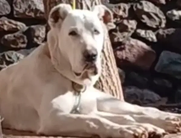 سگ توله الابای نر6ماهه ژرمن قدرجونی نگهبان روسی|سگ|تهران, تهرانپارس شرقی|دیوار