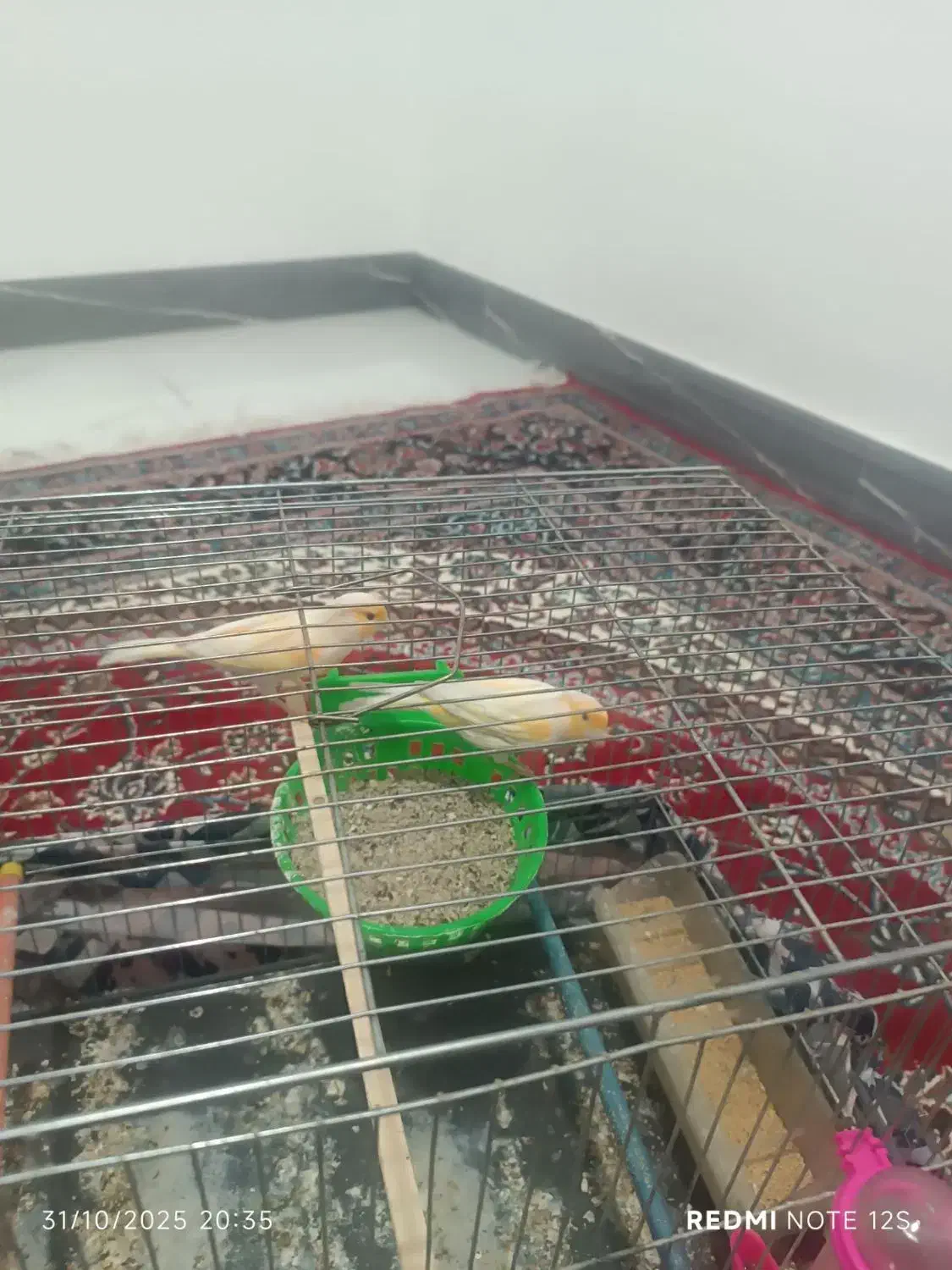 یک جفت قناری مولد|پرنده|شیروان (لرستان), |دیوار