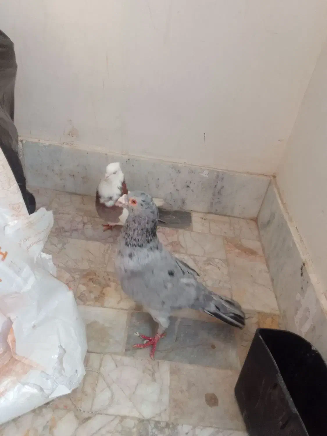 کفتر|پرنده|گلبهار, شهر جدید گلبهار|دیوار