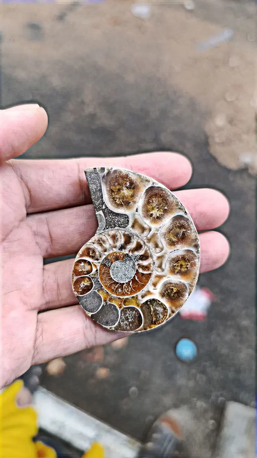 فسیل آمونیت هزار ساله|کلکسیون اشیاء عتیقه|کرمانشاه, |دیوار