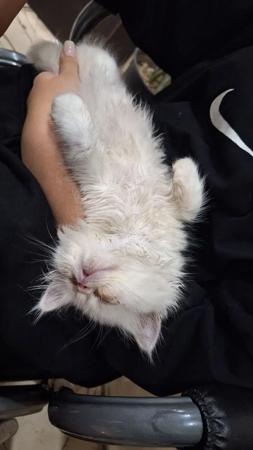 واگذاری گربه پرشین|گربه|ورامین, ورامین|دیوار