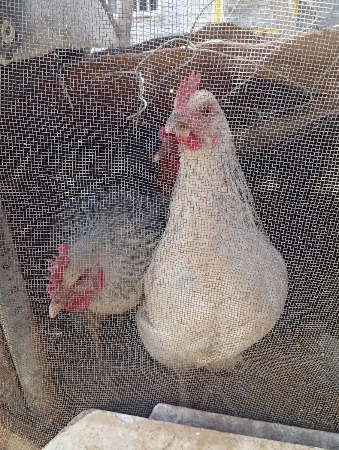 مرغ تخم گذار|حیوانات مزرعه|سرایان, |دیوار