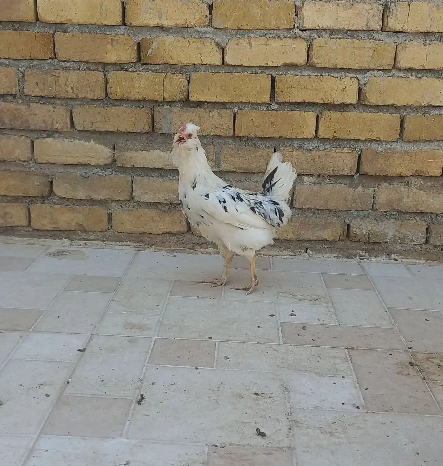 تعدادی مرغ خروس گلین|حیوانات مزرعه|سرپل ذهاب, |دیوار