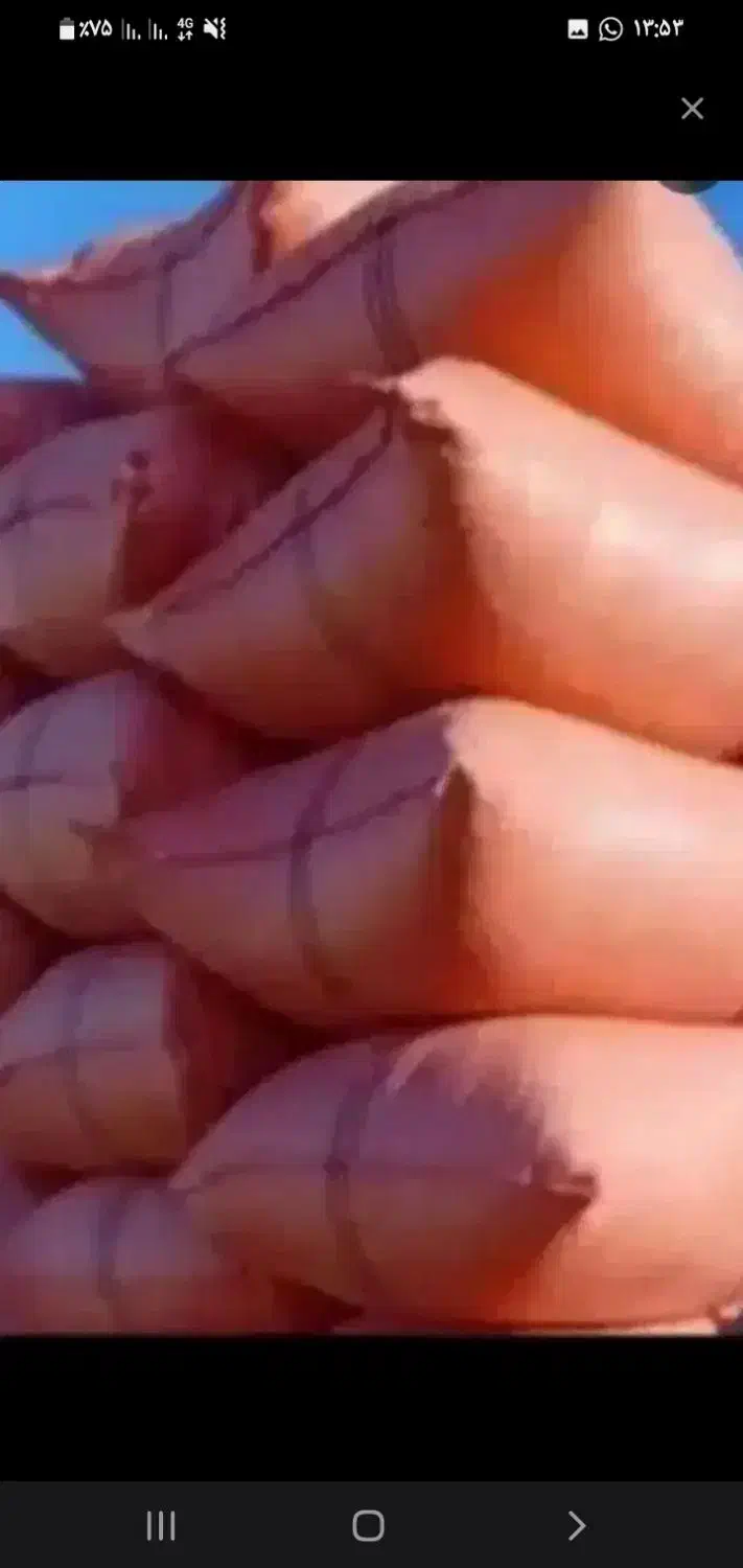 تعداد ۱۰ عدد شلیف کاه گندم بفروش میرسد|لوازم جانبی حیوانات|دهلران, |دیوار