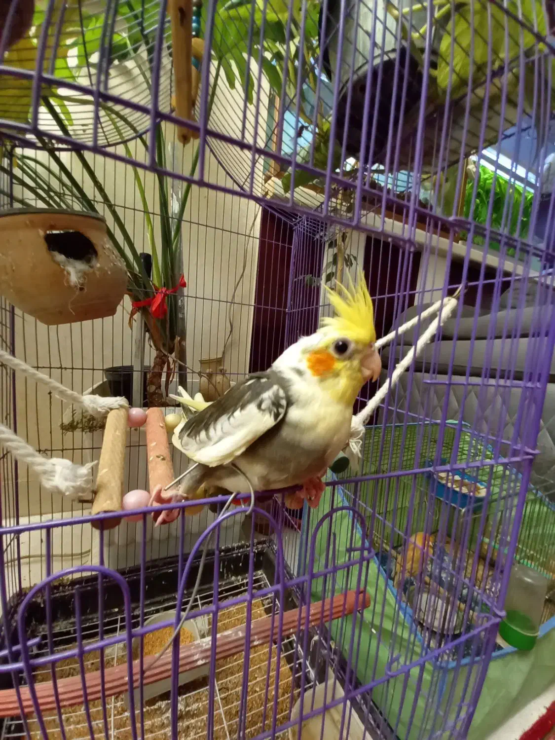 جوجه عروس هلندی تاج پرنسس سینه پر در محیط طبیعی|پرنده|فردیس, شهرک شهید حسینی|دیوار