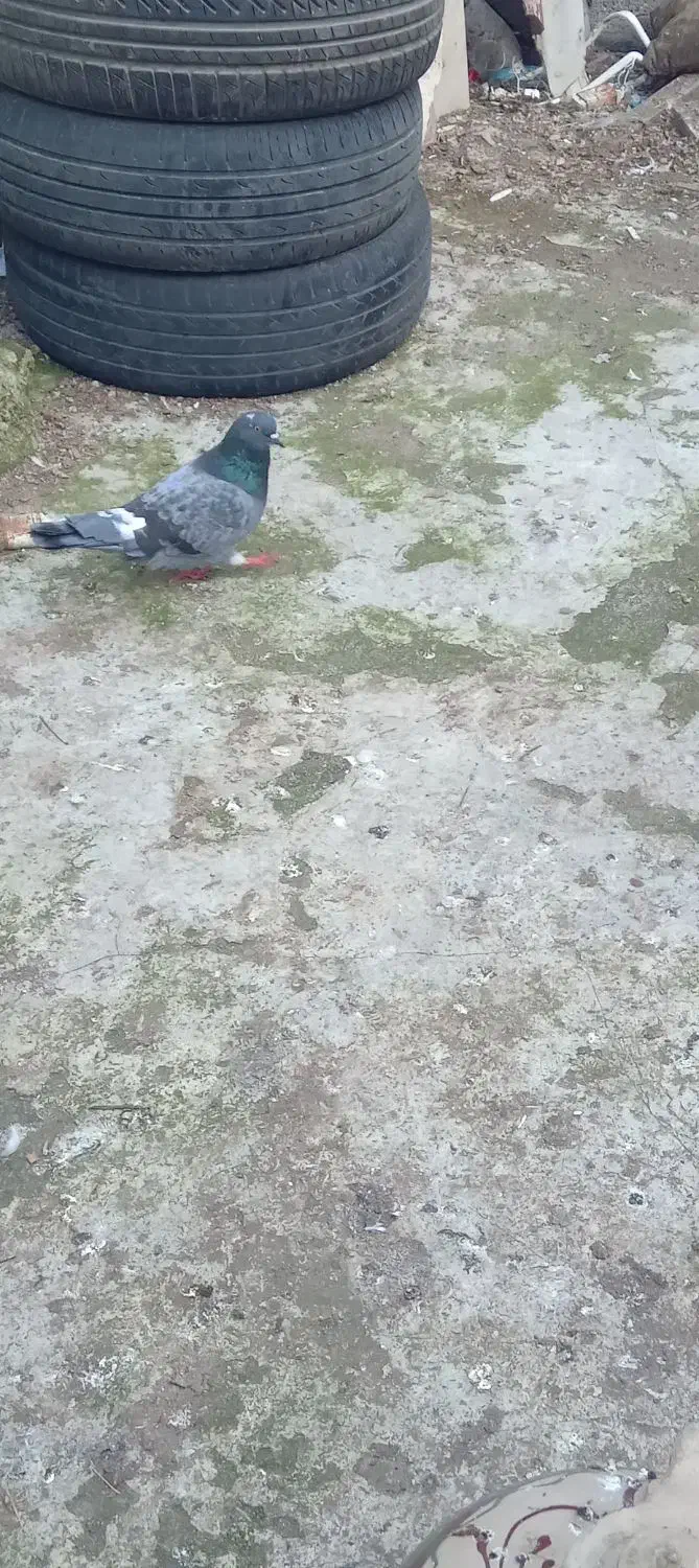 کبوتر سالم|پرنده|آستارا, |دیوار