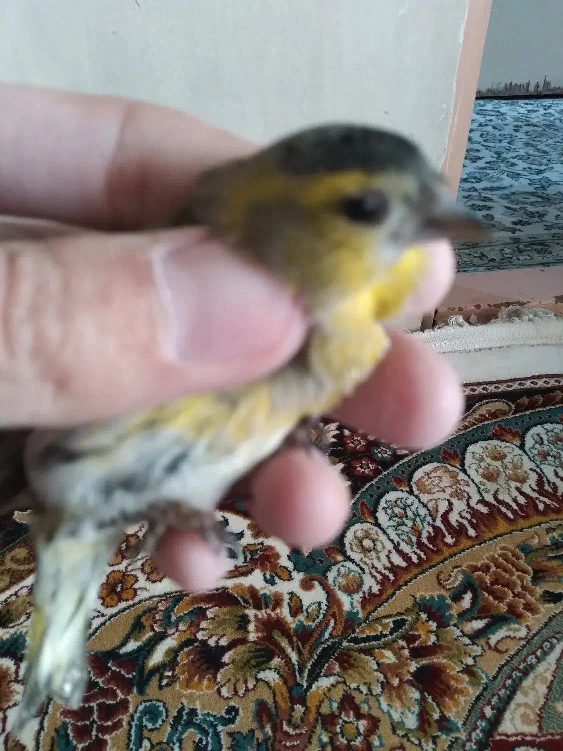 سهره صدرصدنر|پرنده|قم, ناصردیوان|دیوار